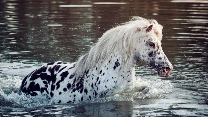 Appaloosa mehr als nur eine Farbzucht